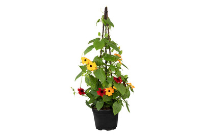 Image of Schwarzäugige Susanne, Pyramide(Thunbergia alata, Pyramide), Topfgrösse Ø19cm bei JUMBO