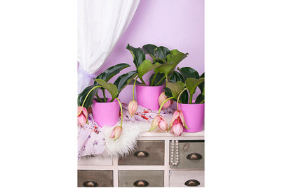 Image of Medinille, Topfgrösse Ø17cm (Medinilla magnifica) bei JUMBO