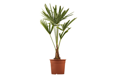 Image of Hanfpalme(Trachycarpus fortunei), Topfgrösse Ø26cm bei JUMBO