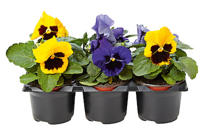 Image of Stiefmütterchen (Pensée) Ø 9 cm 6er-Set bei JUMBO