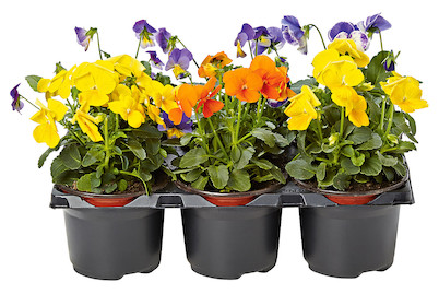 Image of Hornveilchen (Viola cornuta), verschiedene Farben, Topf Ø 9 cm, 6 Stück bei JUMBO