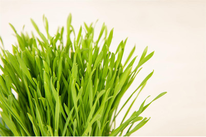 Image of Katzengras, Topfgrösse Ø12cm (Katzengras) bei JUMBO