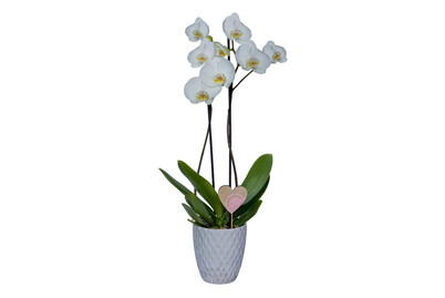 Image of Val Phalaenopsis 2R Ø12 CP bei JUMBO