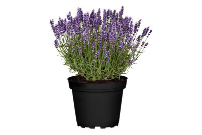 Image of Echter Lavendel 'Hidcote' (Lavandula angustifolia 'Hidcote')