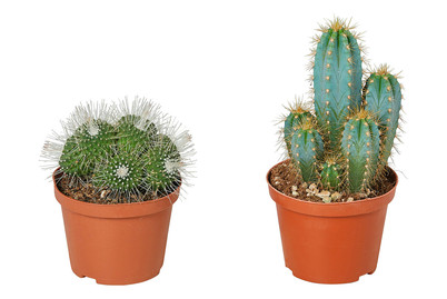 Image of Kakteen, Topfgrösse Ø10.5cm (Cactus) bei JUMBO