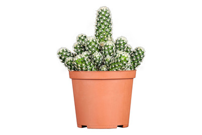 Image of Mini-Kaktus, Topfgrösse Ø3.5cm (Cactus, mini) bei JUMBO