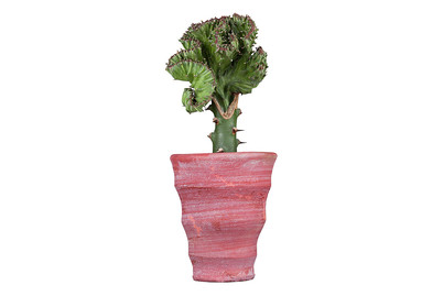 Image of Kaktus-Pfropf, Topfgrösse Ø5.5cm (Cactus, greffé) bei JUMBO