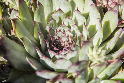 Image of Sukkulenten, Topfgrösse Ø5.5cm (Succulentes) bei JUMBO