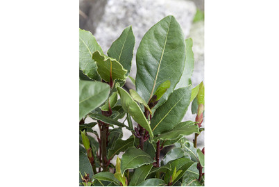Image of Lorbeerbaum (Laurus nobilis), Topfgrösse Ø12cm bei JUMBO