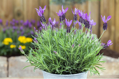 Image of Garten-Schopf-Lavendel (Lavandula stoechas) Ø25cm