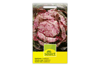 Image of Kopfzichorie Castelfranco bei JUMBO