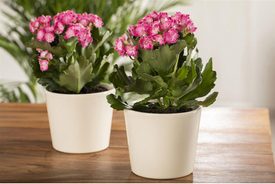 Image of Gefüllt blühende Kalanchoe, Topfgrösse Ø10,5cm (Kalanchoe blossfeldiana, gefüllt) bei JUMBO