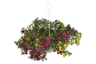 Image of Zauberglöckchen 'Trio'(Calibrachoa 'Trio'), Topfgrösse Ø14cm bei JUMBO