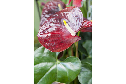Image of Flamingoblume, Topfgrösse Ø17cm (Anthurium x andreanum) bei JUMBO