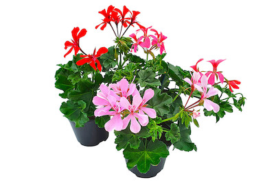 Image of Geranien Hänger Mix Ø12.0cm bei JUMBO