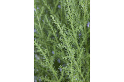 Image of Monterey-Zypresse, Topfgrösse Ø14cm (Cupressus macrocarpa, Pyramide) bei JUMBO