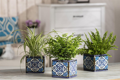 Image of Mini-Grünpflanzen, Topfgrösse Ø9cm (Grünpflanzen, Mini) bei JUMBO