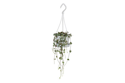 Image of Leuchterblume, Topfgrösse Ø11cm (Ceropegia) bei JUMBO