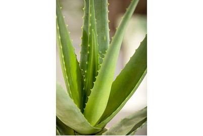 Image of Echte Aloe, Topfgrösse Ø10.5cm (Aloe vera)