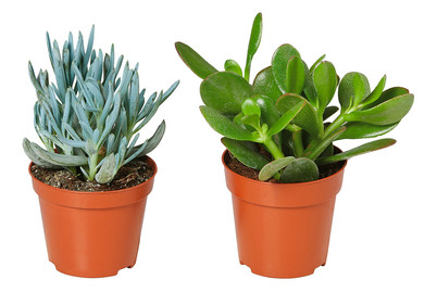 Image of Haworthie, Topfgrösse Ø8.5cm (Haworthia) bei JUMBO