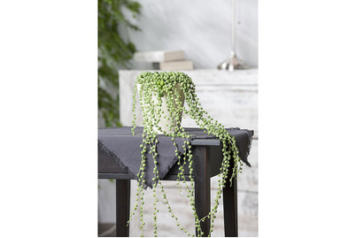 Image of Erbsenpflanze, Topfgrösse Ø14cm (Senecio rowleyanus) bei JUMBO