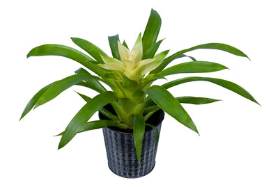 Image of Bromelien Mix CP Ø9 bei JUMBO