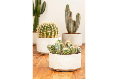 Image of Kakteen, Topfgrösse Ø17cm (Cactus) bei JUMBO