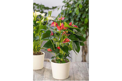 Image of Flamingoblume, Topfgrösse Ø14cm (Anthurium x andreanum, rot) bei JUMBO