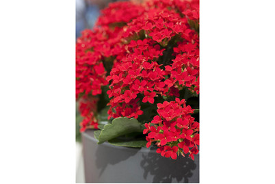 Image of Flammendes Käthchen, Topfgrösse Ø10,5cm (Kalanchoe blossfeldiana) bei JUMBO