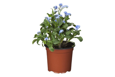 Image of Wald-Vergissmeinnicht (Myosotis sylvatica), Topfgrösse Ø12cm bei JUMBO