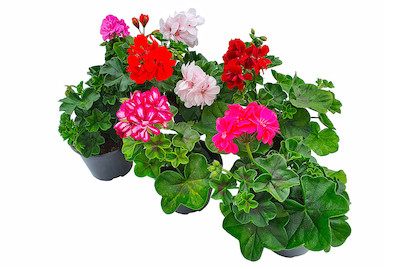 Image of Geranien Hänger gefüllt Mix Ø12.0cm bei JUMBO