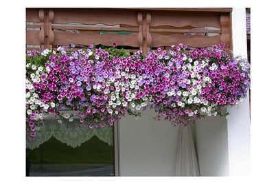 Image of Balkonpetunien(Petunia pendula), Topfgrösse Ø14cm bei JUMBO