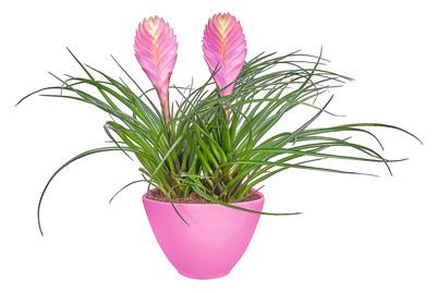 Image of Bromelienschale Duo CP Ø16 bei JUMBO