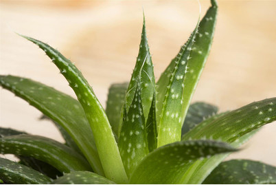 Image of Haworthie, Topfgrösse Ø5.5cm (Haworthia) bei JUMBO