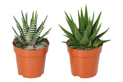 Image of Sukkulenten, Topfgrösse Ø8.5cm (Succulentes) bei JUMBO