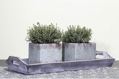 Image of Kugelthymian 'Fredo' (Thymus vulgaris 'Fredo'), Topfgrösse Ø13cm bei JUMBO