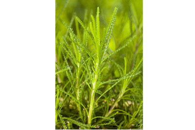 Image of Olivenkraut (Santolina viridis), Topfgrösse Ø13cm bei JUMBO