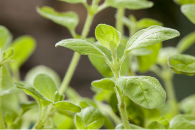 Image of Scharfer Oregano (Origanum vulgare, scharf), Topfgrösse Ø13cm bei JUMBO