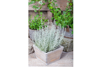 Image of Zwergcurry 'Aladin' (Helichrysum italicum 'Aladin') Ø13cm bei JUMBO