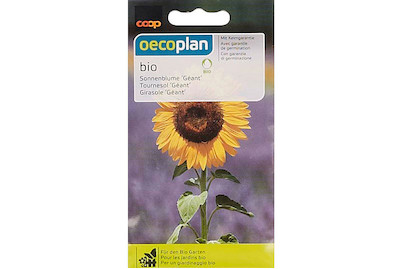 Image of Bio Sonnenblumen Géant bei JUMBO