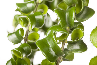 Image of Schamblume, Topfgrösse Ø15cm (Aeschynanthus 'Twister') bei JUMBO