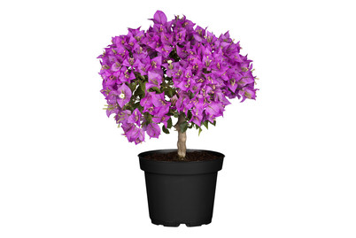 Image of Drillingsblume(Bougainvillea, Stamm), Topfgrösse Ø20cm bei JUMBO