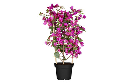 Image of Drillingsblume(Bougainvillea), Topfgrösse Ø20cm bei JUMBO