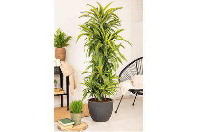 Image of Drachenbaum 'Lemon Lime', Topfgrösse Ø21cm (Dracaena fragrans 'Lemon Lime') bei JUMBO