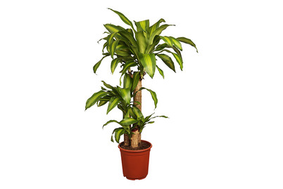 Image of Drachenbaum 'Massangeana', Topfgrösse Ø24cm (Dracaena fragrans 'Massangeana') bei JUMBO