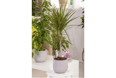 Image of Drachenbaum, Topfgrösse Ø17cm (Dracaena marginata) bei JUMBO