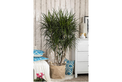 Image of Drachenbaum, Topfgrösse Ø11cm (Dracaena marginata, Stamm) bei JUMBO
