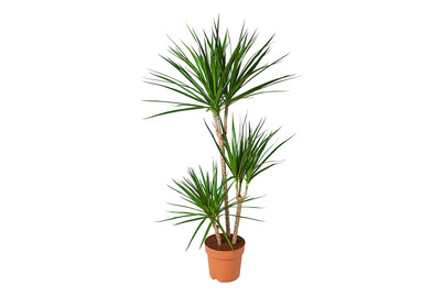 Image of Drachenbaum, Topfgrösse Ø21cm (Dracaena marginata) bei JUMBO