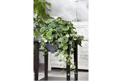 Image of Gefleckte Efeutute, Topfgrösse Ø19cm (Scindapsus pictus) bei JUMBO