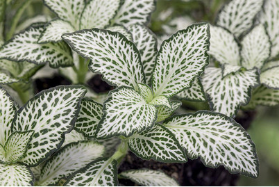 Image of Fittonie, Topfgrösse Ø10.5cm (Fittonia verschaffeltii) bei JUMBO
